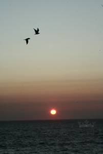 &copy; Jorge Rosenvinge